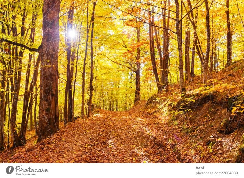 Morning in the autumn forest Sun Nature Landscape Sunrise Sunset Autumn Tree Leaf Park Forest Bright Multicoloured Yellow Orange Red Colour fall light