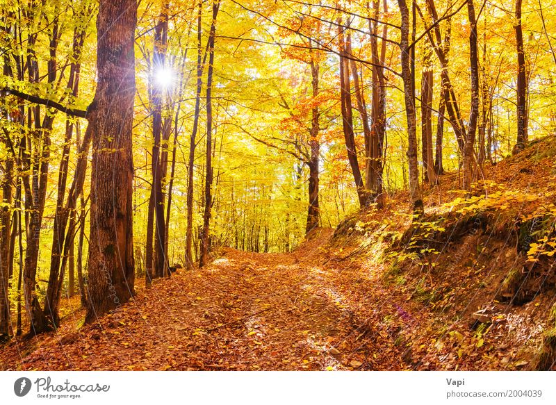 Morning In The Autumn Forest A Royalty Free Stock Photo From Photocase