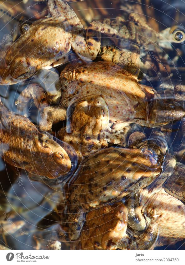 toad soup Soup Stew Beautiful weather Pond Animal Wild animal Frog Group of animals Swimming & Bathing Wet Natural Nature Chaos Muddled Painted frog