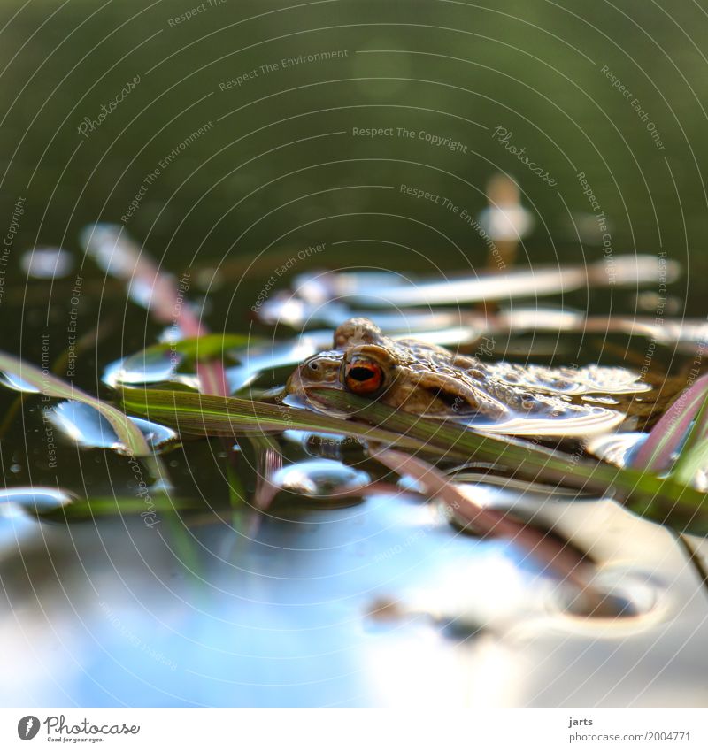 no frog Water Spring Beautiful weather Grass Pond Animal Wild animal Frog 1 Swimming & Bathing Wet Natural Nature Painted frog Colour photo Multicoloured