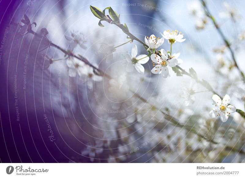 spring blooms Environment Nature Spring Beautiful weather Plant Tree Bushes Blossom Garden Park Blossoming Natural Blue Violet White Twig Colour photo