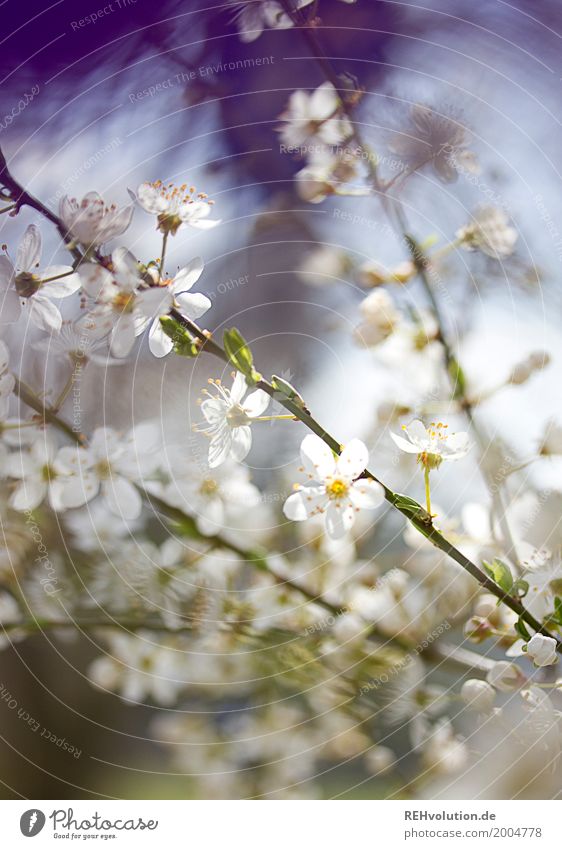 spring blooms Environment Nature Plant Sun Spring Beautiful weather Tree Bushes Blossom Blossoming Growth Esthetic Fragrance Natural White Twigs and branches
