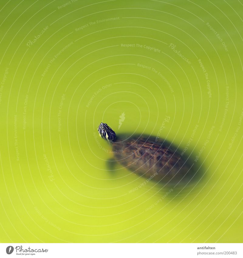 cheer up Water Pond Barcelona Animal Animal face Zoo Turtle ornamental turtle Shell 1 Observe Beautiful Brown Green Hope Target Calm Movement Float in the water