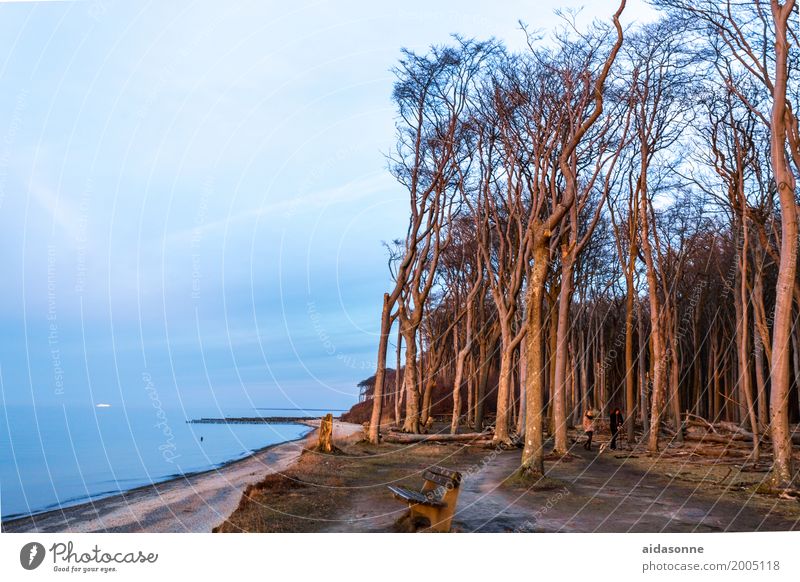 Ghost forest Nienhagen Nature Landscape Plant Water Sky Beautiful weather Tree Forest Baltic Sea Attentive Caution Patient Calm Bench Colour photo Exterior shot