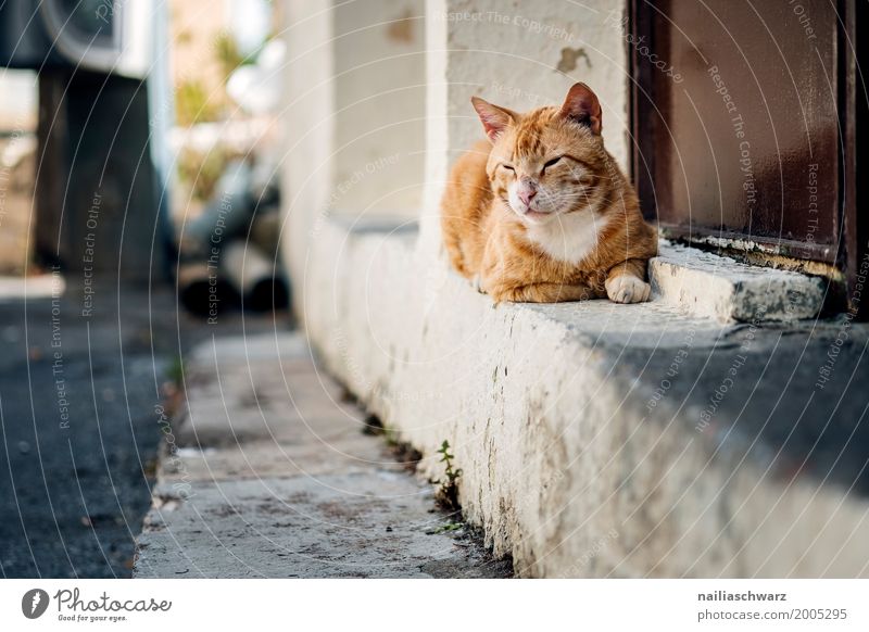 street cat Summer Village Small Town Deserted House (Residential Structure) Wall (barrier) Wall (building) Animal Pet Cat 1 Stone Observe Relaxation To enjoy