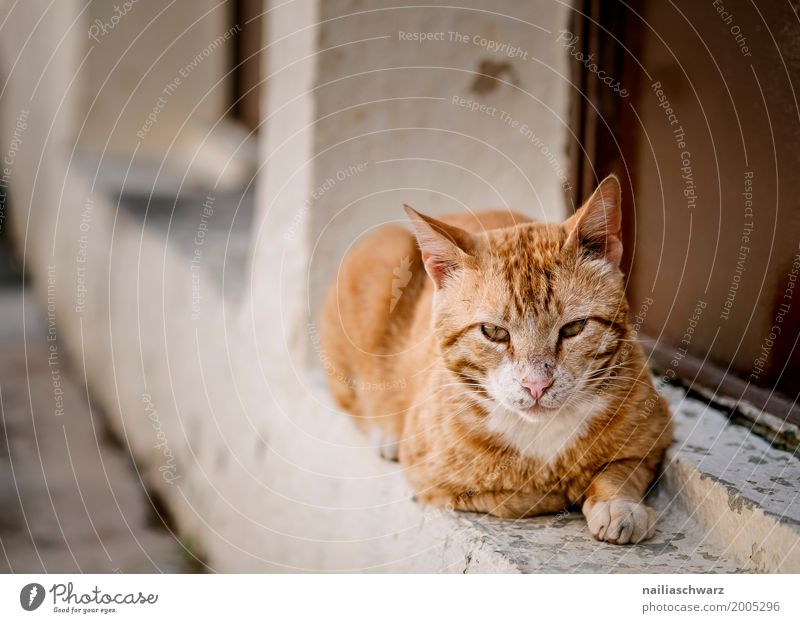 Street cat in Greece Summer creta Crete Village Small Town House (Residential Structure) Animal Cat 1 Observe Relaxation Lie Dirty Brash Curiosity Cute Smart