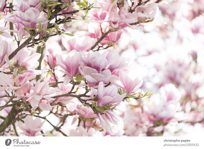 Spring fever - spoken through the flower Plant Beautiful weather Tree Leaf Blossom Garden Blossoming Bright Almond blossom Magnolia plants Colour photo