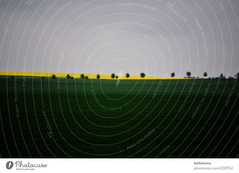 Rhapsody in Green minor Environment Nature Plant Cloudless sky Weather Beautiful weather Agricultural crop Field Blue Yellow Gray Canola Tree Landscape