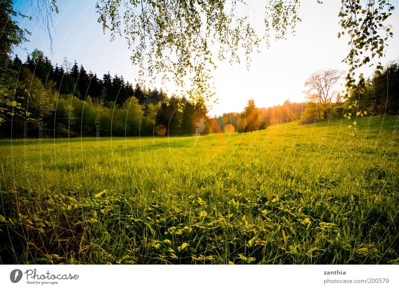 spring Environment Nature Landscape Plant Sun Sunrise Sunset Sunlight Spring Beautiful weather Grass Meadow Field Forest Bright Natural Warmth Yellow Gold Green
