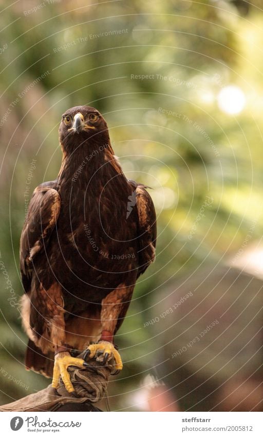 Golden Eagle Aquila Chrysaetos With Bright Eyes A Royalty