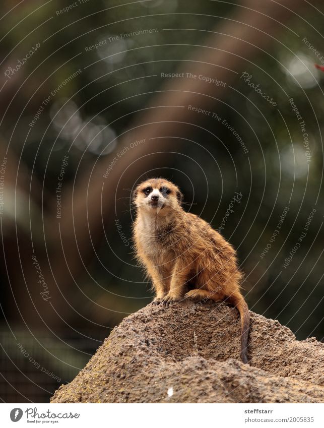 Meerkat , Suricata suricatta Animal Wild animal 1 Brown wildlife prey animal Look out Mongoose Kalahari Desert Africa Namibia Botswana Colour photo Deserted