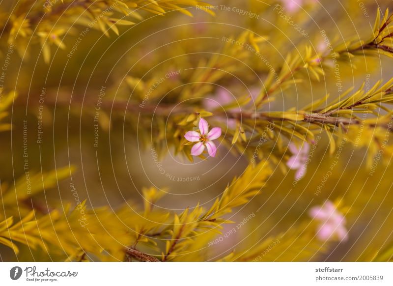 Mexican heather with tiny pink flowers Plant Flower Fern Yellow Green Pink Mountain heather false heather thyme pink lemonade thyme Blossom leave background