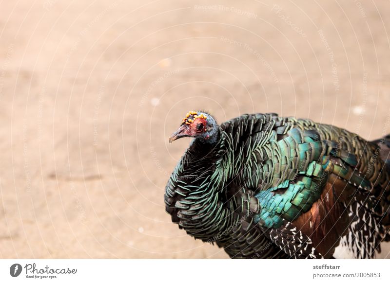 Ocellated turkey called Meleagris ocellata Animal Wild animal Bird 1 Blue Brown Green wild turkey Wild bird wildlife avian Feather colorful Colour photo Morning