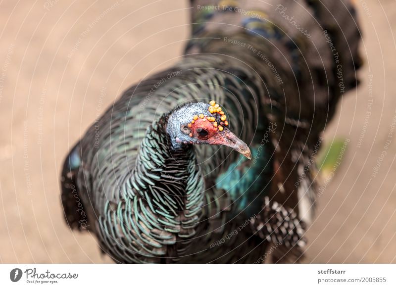 Ocellated turkey called Meleagris ocellata Animal Bird 1 Wild Blue Yellow Gold Green Orange Red wild turkey Wild bird wildlife avian Feather colorful