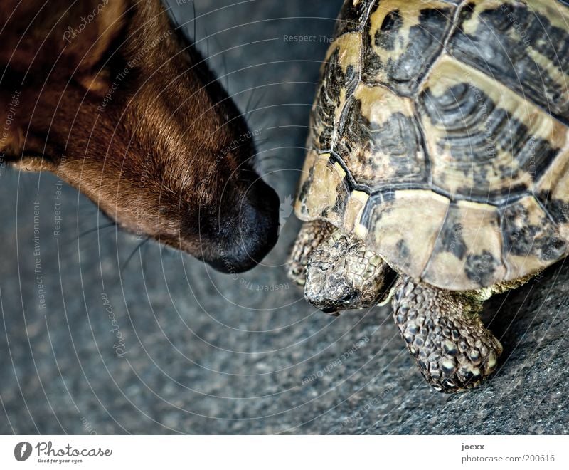 Just look, don't touch... Animal Pet Dog 2 Threat Curiosity Acceptance Protection Love of animals Fear Trust Turtle Tortoise-shell Odor Encounter Colour photo