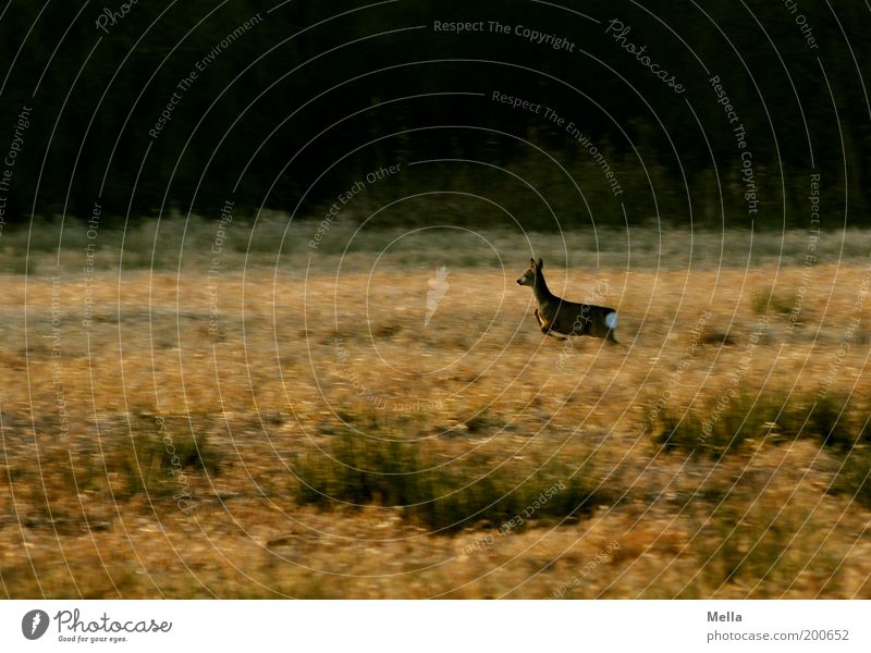 Speed is not witchcraft Environment Nature Landscape Animal Meadow Field Forest Wild animal Roe deer 1 Running Movement Walking Free Natural Brown Moody Freedom