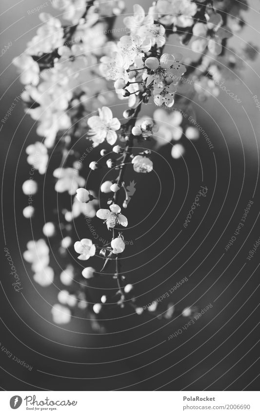 #A# Spring SW Art Esthetic Spring fever Spring flower Spring day Black & white photo Cherry blossom Blossoming Green pastures Decent Nature Nature reserve