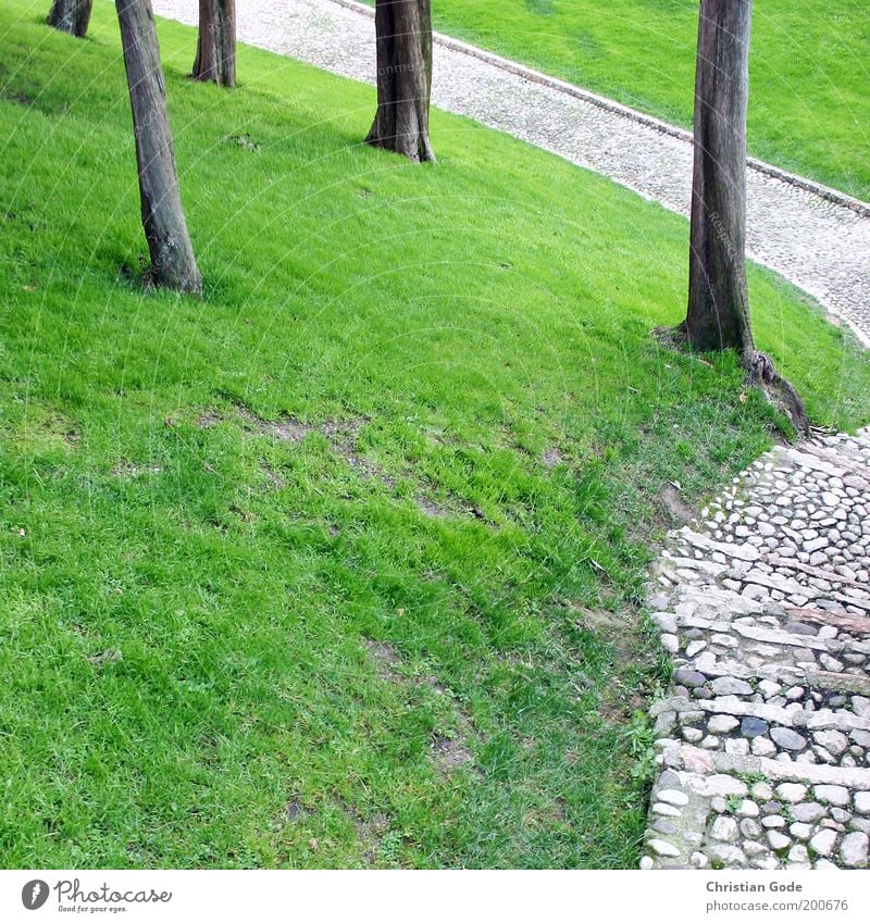 slope Environment Nature Landscape Summer Tree Garden Park Green Italy Stone Stone path Meadow Lawn Green space Lanes & trails Cobblestones Cypress Tree trunk