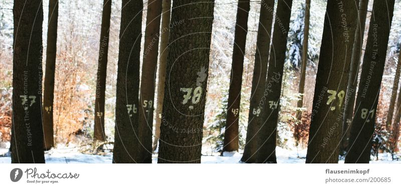 Forest for trees not seen Nature Winter Snow Tree Wood Sustainability Calm Puzzle Environment Growth Digits and numbers Selection Numbers Section of image