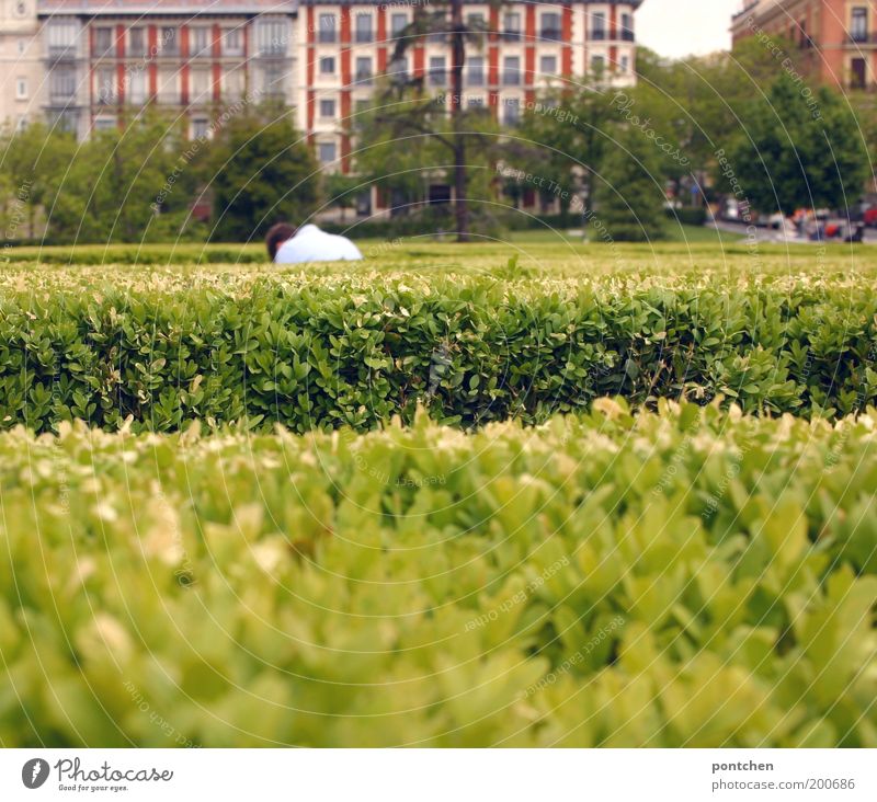 Man bends down in front of accurately cut hedge. Park area Adults 1 Human being Plant bushes Foliage plant Hedge Madrid Spain Capital city