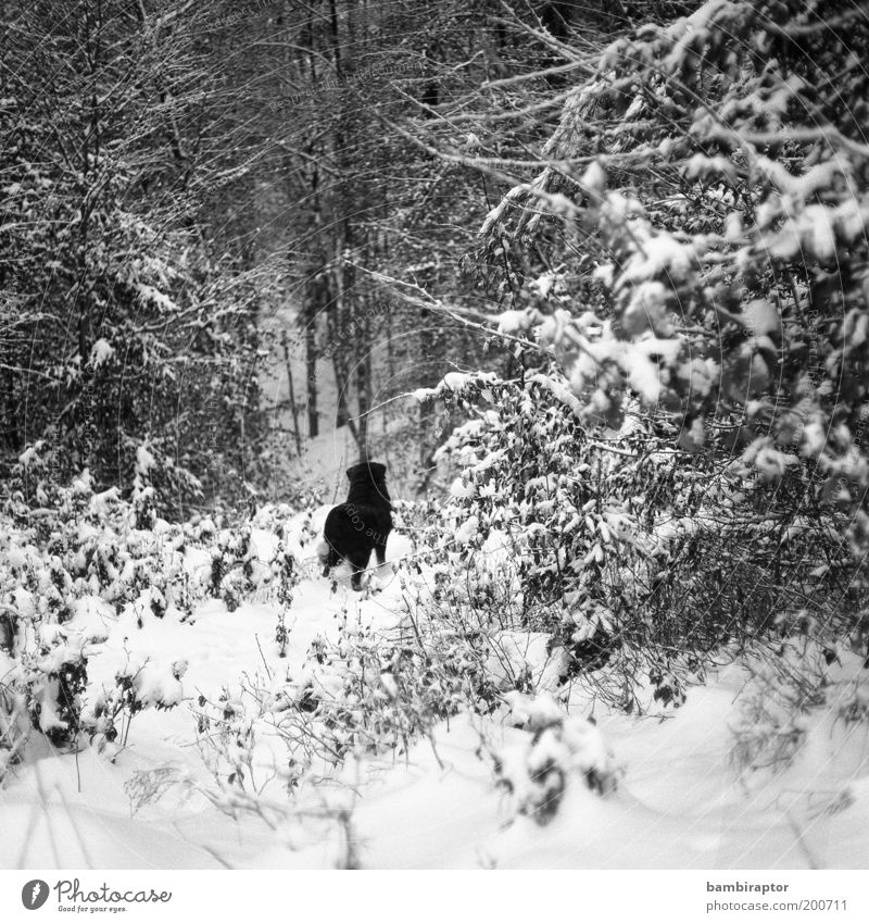 Freedom behind it Nature Winter Snow Forest Animal Pet Dog Pelt 1 Observe Looking Curiosity Wild Love of animals Longing Wanderlust Loneliness Analog
