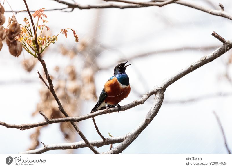 Superb starling called Lamprotornis superbus Animal Tree Forest Bird 1 Wild Blue Brown Yellow Green Starling iridescent gold Wild bird wildlife avian Feather