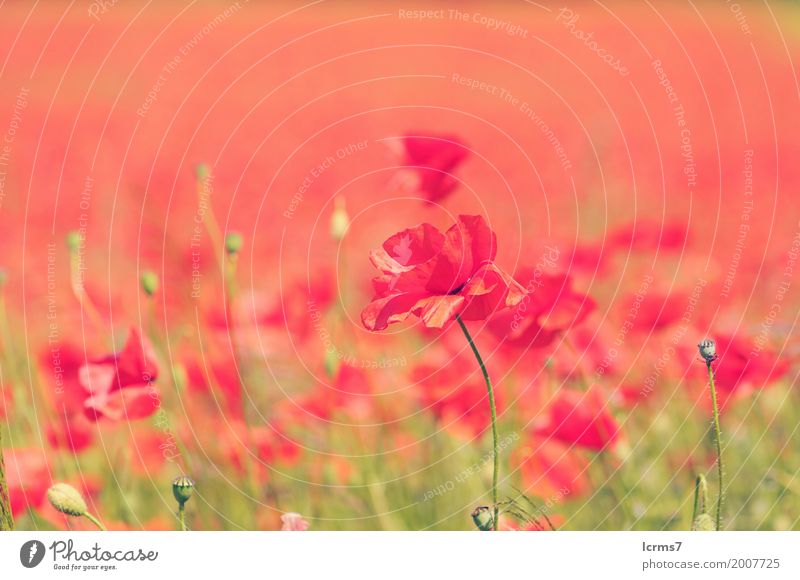 poppy field in summertime. vintage retouch Summer Nature Contentment red flower sky flowers sun landscape green agriculture sunny bloom countryside Colour photo