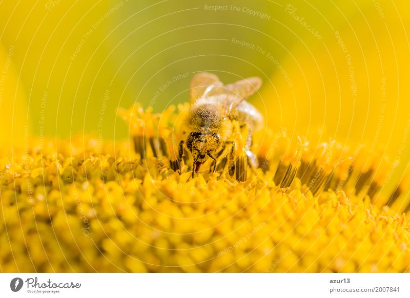Honey bee pollinating blossom of yellow sunflower at summertime Summer Sun Sunbathing Environment Nature Plant Animal Elements Earth Sunlight Spring Climate