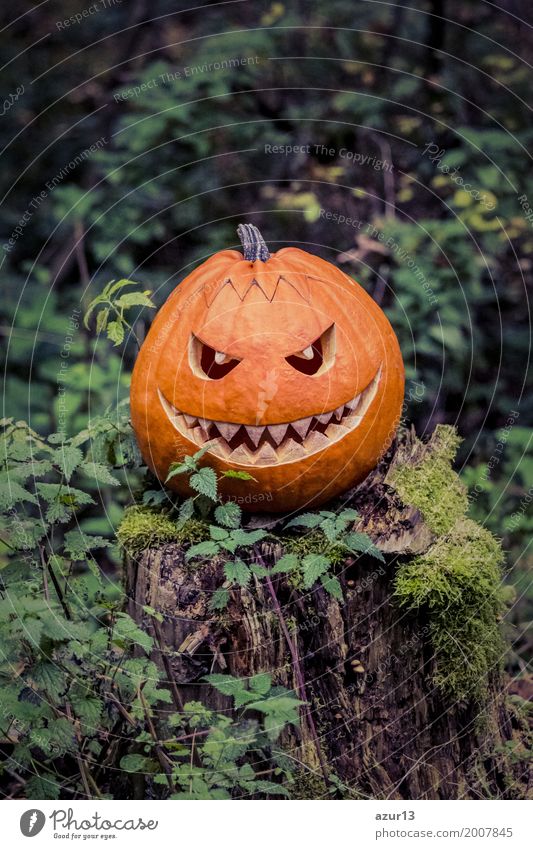 Halloween pumpkin with fiendish smile on scary trunk in forest Lifestyle Hallowe'en Environment Nature Plant Elements Earth Autumn Tree Forest Bog Marsh Observe
