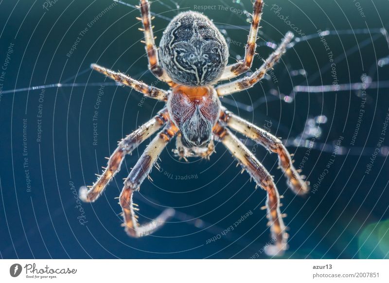 Big arachnid spider in its spiderweb waiting silent for victims Hallowe'en Environment Nature Animal Spring Summer Autumn Winter Climate Climate change