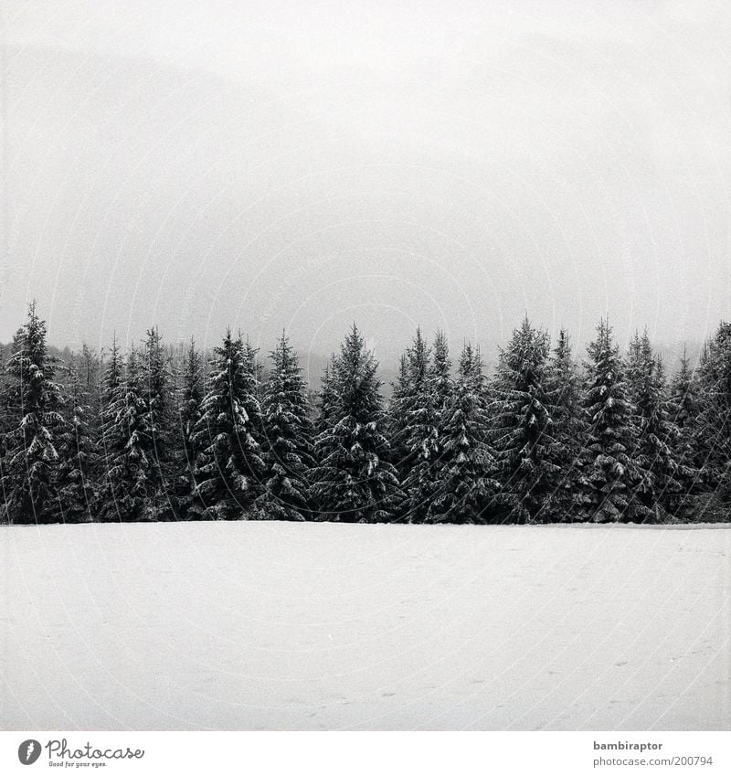 winter Environment Nature Landscape Plant Cloudless sky Winter Weather Ice Frost Snow Tree Forest Growth Cold Perspective Analog Sky Black & white photo