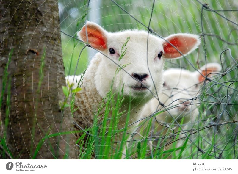 KNAST Nature Spring Summer Tree Grass Animal Farm animal 2 Group of animals Herd Baby animal Animal family Soft Timidity Curiosity Lamb Sheep Fence Wire fence