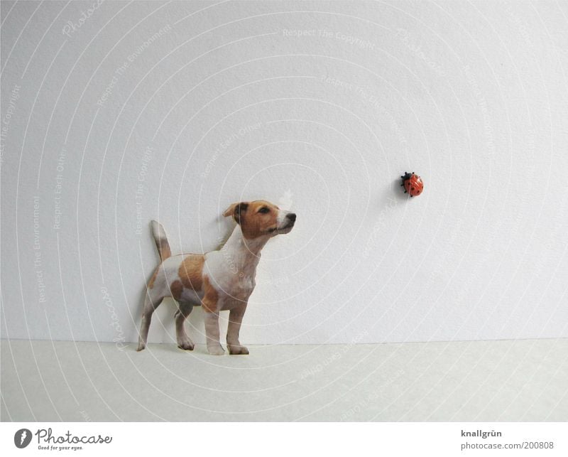 encounter Animal Pet Dog Ladybird 2 Observe Crawl Looking Stand Brown Red Black White Discover Curiosity Perspective Whimsical Plastic Terrier