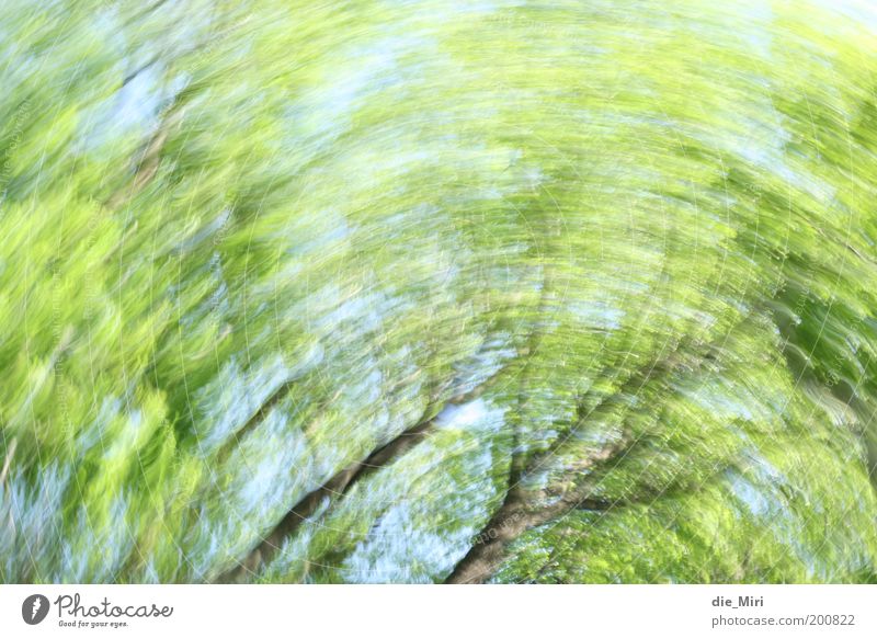 forest strudel Environment Nature Spring Tree Rotate Blue Green Moody Colour photo Exterior shot Experimental Deserted Day Sunlight Motion blur Rotation Circle