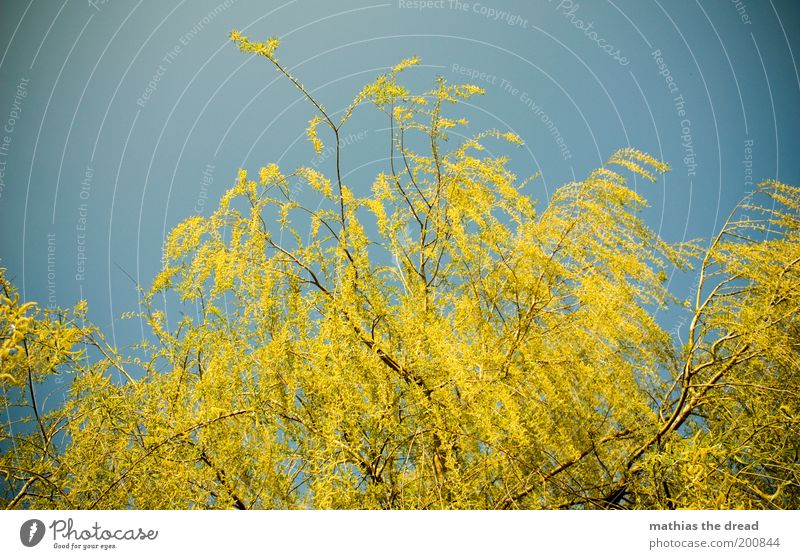 YELLOW GREEN Environment Nature Landscape Plant Cloudless sky Spring Beautiful weather Tree Blossom Blossoming Growth Life Weeping willow Branched Treetop