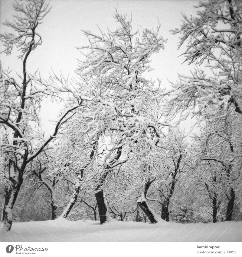 winter wonderland Environment Nature Landscape Plant Winter Climate Weather Ice Frost Snow Tree Forest Freeze Growth Old Cold Beautiful Analog Headstrong Branch