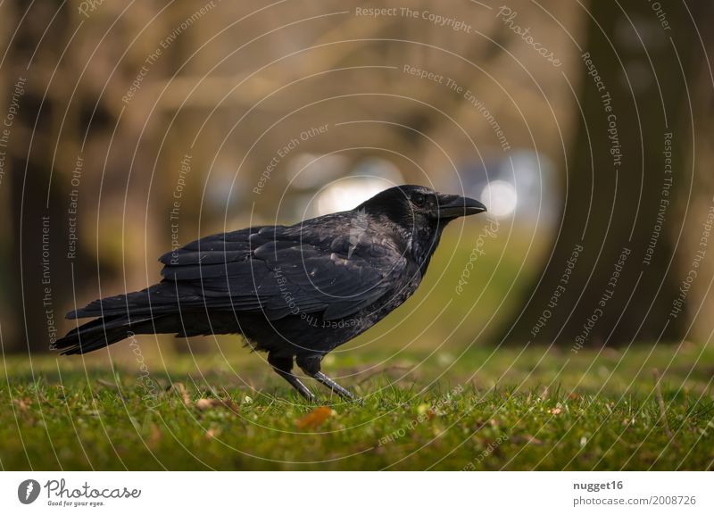 crow Environment Nature Animal Sunlight Spring Summer Autumn Tree Grass Garden Park Meadow Forest Wild animal Bird Animal face Wing Crow 1 Observe Stand