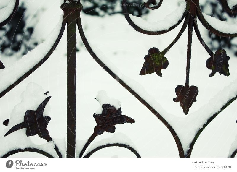 fence Winter Weather Ice Frost Snow Plant Black White Rust Fence Ornate Heart Bright Symmetry Kitsch Ornament Pattern Subdued colour Deserted Day Contrast