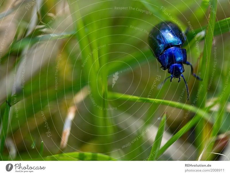 bug Environment Nature Grass Garden Crawl 1 Beetle Wild animal Animal Meadow Small naturally Blue Green In transit Exterior shot Colour photo Spring Feeler