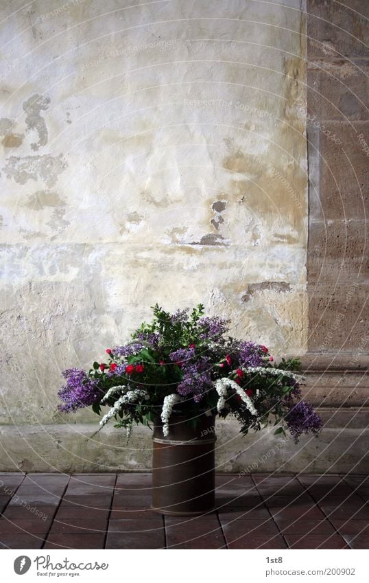 bouquet Environment Nature Plant Flower Church Dome Wall (barrier) Wall (building) Bouquet Blossom Column Ground Stone Stone slab Vase Tub Colour photo