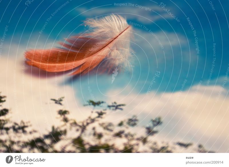 wind child Lifestyle Style Freedom Decoration Environment Nature Landscape Sky Clouds Exceptional Natural Beautiful Soft Hope Belief Uniqueness Mysterious Ease