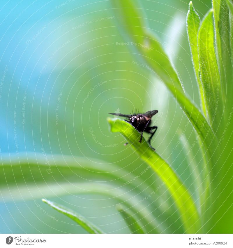 fly bottom Nature Plant Animal Spring Summer Garden Meadow Fly 1 Sit Small Blue Green Rear view Hind quarters Blur Detail Close-up Departure Colour photo
