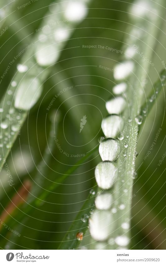 Grass blade with water drops Spring Summer Autumn Meadow Water Drop Green Peaceful Calm Drops of water Row Round Blade of grass Colour photo Exterior shot