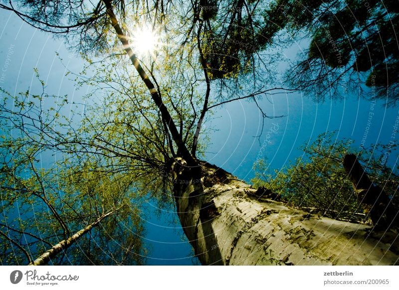 forest Treetop Nature April Blue Spring Sky Blue sky Sky blue high forest Pine Coniferous trees Birch tree Deciduous tree Summer Tree trunk Environment