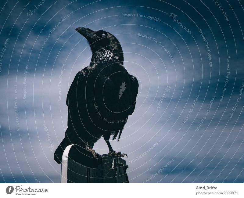 Raven to Winterfell Sky Clouds Beautiful weather Animal Wild animal Raven birds 1 Looking Sit Blue Black Self-confident Pride Majestic Mystic Mysterious