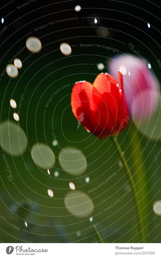 Tulip and the rain Nature Plant Water Drops of water Spring Climate Beautiful weather Bad weather Rain Flower Blossom Foliage plant Garden Wet Green Pink Red