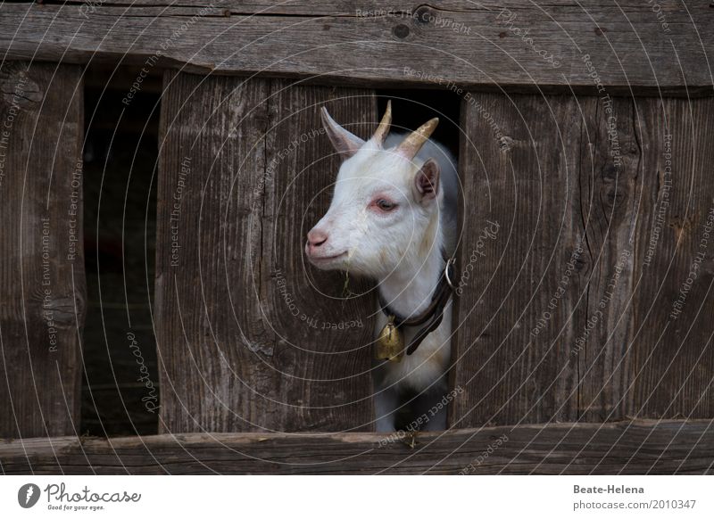 I want to get out of here. Baby Animal Farm animal Animal face Goats Barn Wood Observe Movement Think Discover To enjoy Crouch Jump Stand Growth Wait