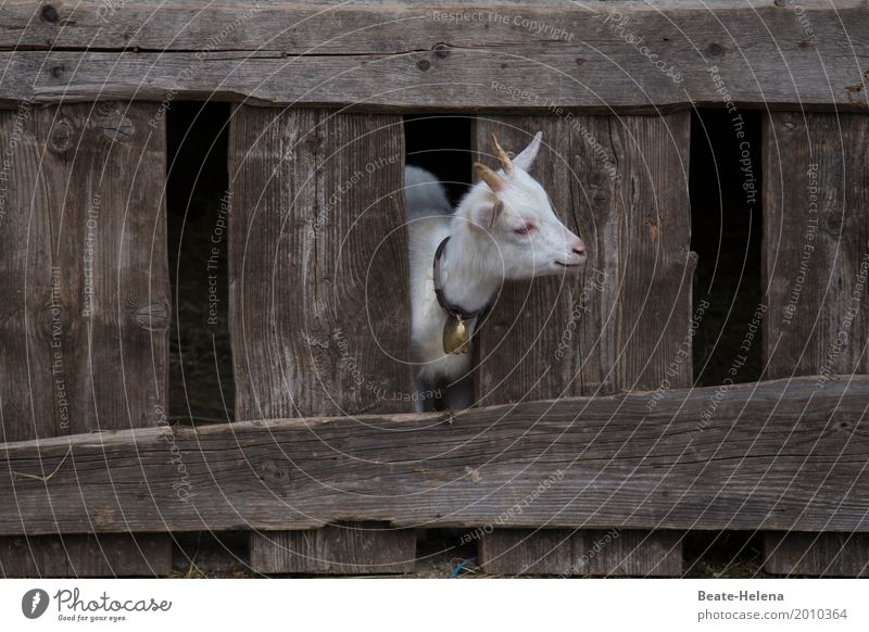 Yeah, where's the summer? Building Balcony Barn Animal Farm animal Goats Kid (Goat) Baby animal Observe Think Discover Looking Wait Friendliness Happiness Small