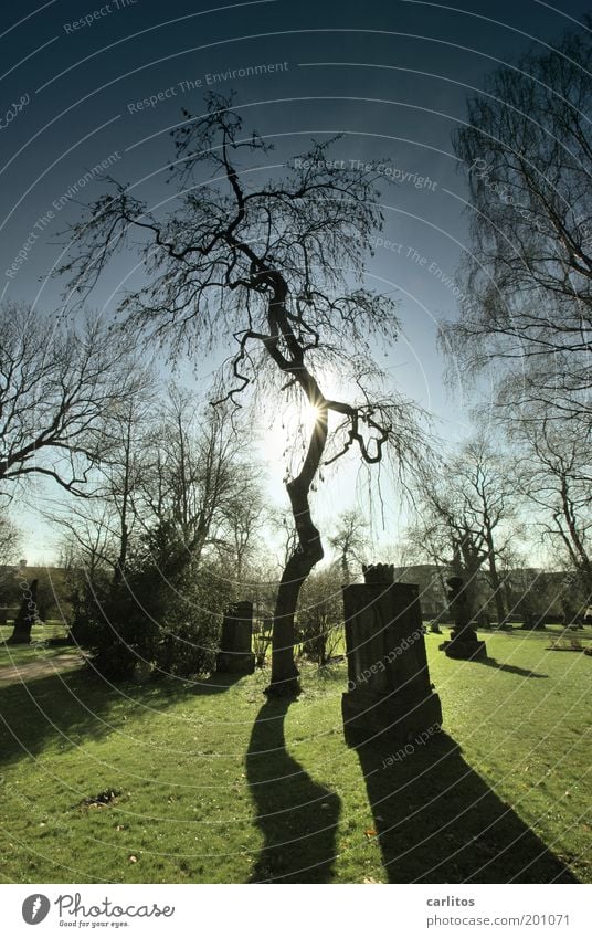 rest Sunlight Tree Cemetery Park Illuminate Dream Sadness Dark Historic Cold Blue Green Compassion To console Calm Hope Belief Grief Death Loneliness Peace