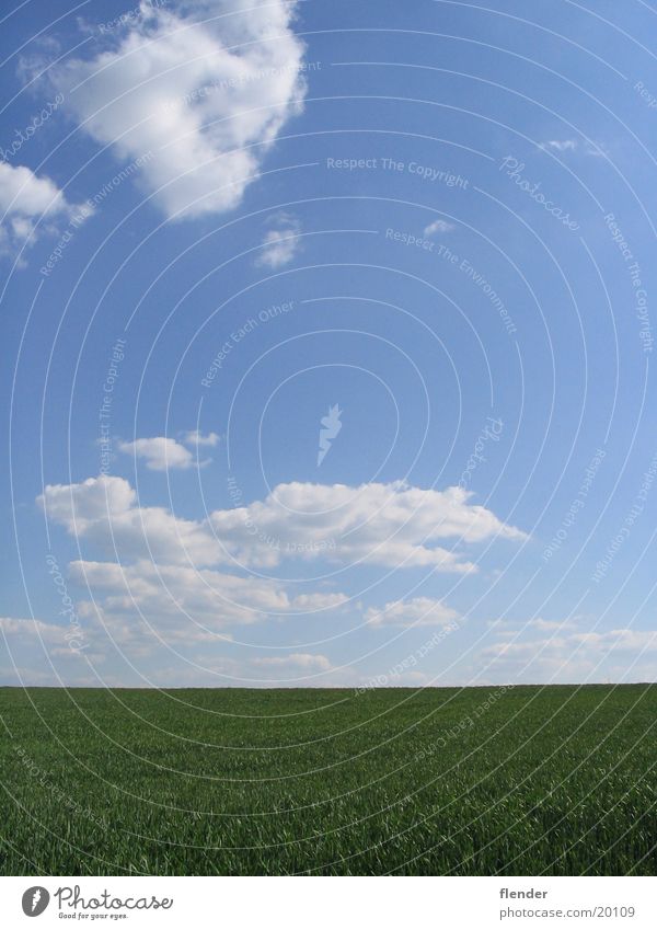 Clouds over the grass Meadow Grass Green White Summer Sky Blue Sun Beautiful weather